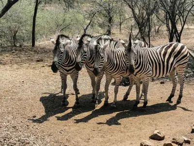 a group of zebras standing next to each other at Cottage@Injabulo in Marloth Park