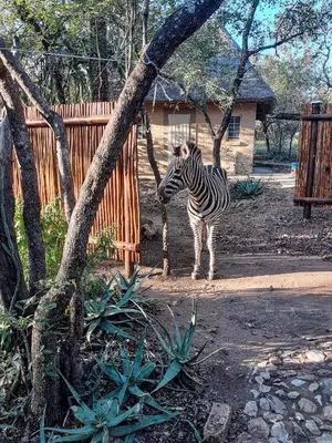 a zebra standing next to a wooden fence at Cottage@Injabulo in Marloth Park
