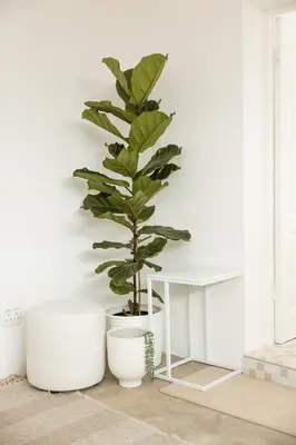 a plant in a white room next to a white table at 55 Tulbagh events and wedding venue in Kempton Park