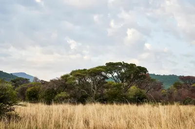 a field of tall grass with trees in the background at Letamo at Qwabi Private Game Reserve by NEWMARK in Bela-Bela