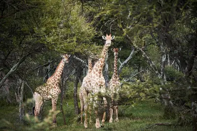 a group of giraffes standing in a field at Letamo at Qwabi Private Game Reserve by NEWMARK in Bela-Bela