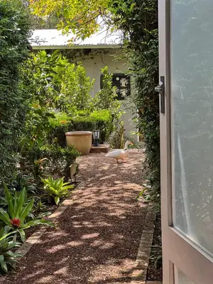 a duck walking down a path in a garden at Chocolate Orchid in White River