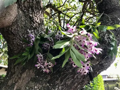 a bunch of flowers hanging from a tree at Chocolate Orchid in White River