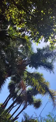 a view of the tops of palm trees at Birch stay in Kempton Park