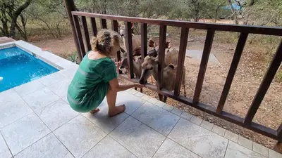a woman is petting a monkey by a fence at Greater Kruger View - Luxury Bush Villa in Marloth Park
