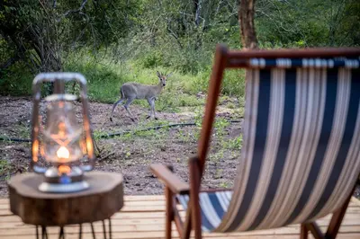 a deer walking in front of a chair and a lamp at Bosveld Villa in Marloth Park