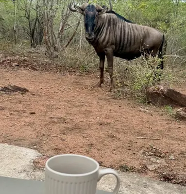 a zebra standing on a dirt road next to a cup at Bosveld Villa in Marloth Park