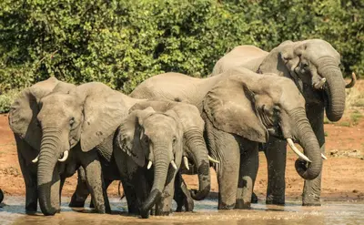 a herd of elephants standing in the water at Maya Lodge in Hectorspruit