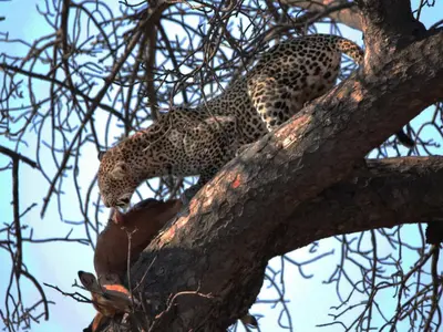 a leopard standing on top of a tree branch at Maya Lodge in Hectorspruit