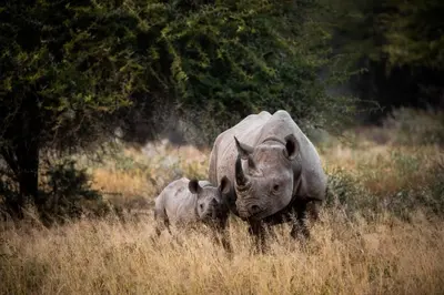 a rhino and a baby rhino standing in a field at Maya Lodge in Hectorspruit