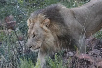 a lion walking through the tall grass at Matomo Safari Lodge in Welgevonden Game Reserve