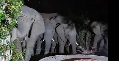 a group of elephants standing next to each other at Shasha Lodge, Mabalingwe Game Reserve in Mabula