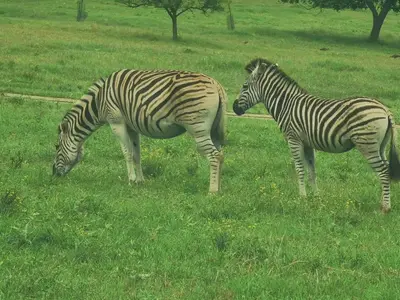 two zebras grazing in a field of grass at The Homestay in Nelspruit