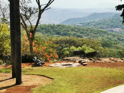 a group of zebras standing on a hill with a view at The Homestay in Nelspruit