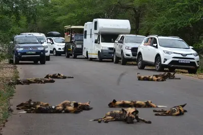 a group of lions laying on the road with cars at Kruger Yebo Safari Tents-Stay Inside Kruger in Skukuza