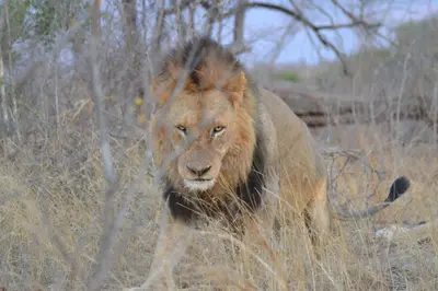 a lion standing in the grass in a field at Kruger Yebo Safari Tents-Stay Inside Kruger in Skukuza