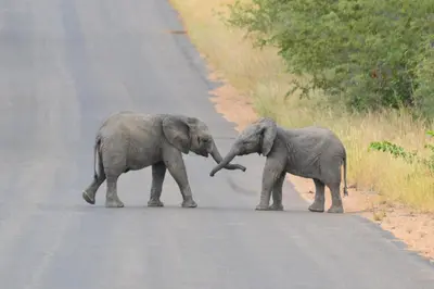 two elephants standing in the middle of a road at Kruger Yebo Safari Tents-Stay Inside Kruger in Skukuza