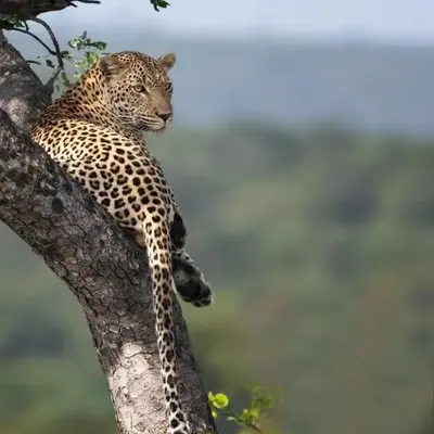 Kruger Yebo Safari Tents-Stay Inside Kruger