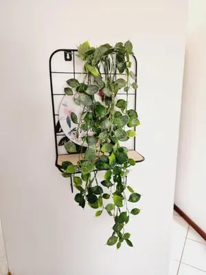 a plant hanging on a wall at Faerie Glen Heights in Pretoria
