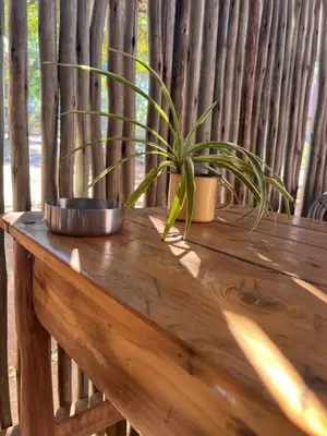 two plants sitting on top of a wooden bench at Panache Wildlife Cottage-Self Catering in Hoedspruit