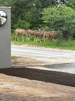 a herd of zebras grazing on the side of a road at Panache Wildlife Cottage-Self Catering in Hoedspruit