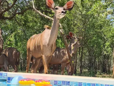 a statue of a deer next to a swimming pool at Dream Inn in Marloth Park