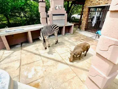 a zebra and two pigs standing next to a building at Dream Inn in Marloth Park