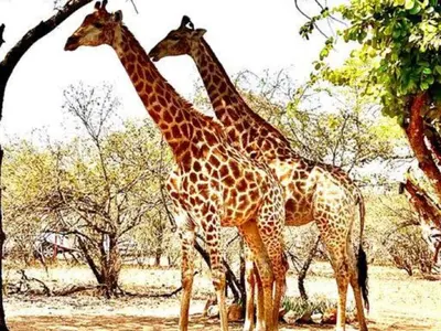 three giraffes standing next to each other in a field at Dream Inn in Marloth Park