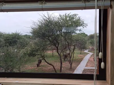 a window with a view of cows in a field at Marloth Kruger View in Marloth Park
