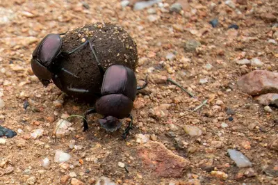 a black beetle walking on the ground at Adventure Bush House II in Marloth Park