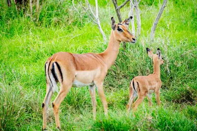 two gazelles standing in a field of grass at Adventure Bush House II in Marloth Park