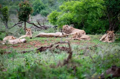 a group of lions laying in the grass at Adventure Bush House II in Marloth Park