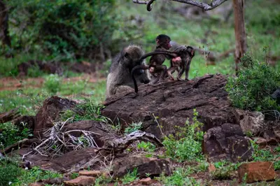a group of monkeys sitting on top of a rock at Adventure Bush House II in Marloth Park