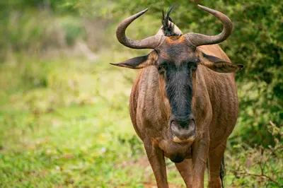 a brown bull with horns walking down a path at Adventure Bush House II in Marloth Park