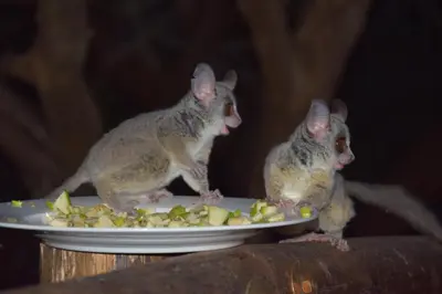 two rats eating food off of a plate of food at Adventure Bush House II in Marloth Park