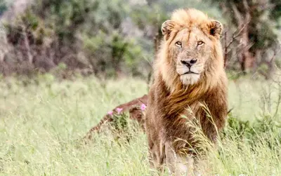 a lion walking through a field of tall grass at SleepOver Phabeni in Hazyview