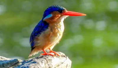 a blue bird with a red beak sitting on a rock at SleepOver Phabeni in Hazyview