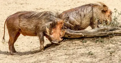 an animal standing in the sand with its head on a log at SleepOver Phabeni in Hazyview