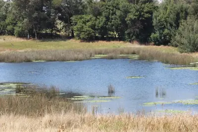 a pond with lily pads in the middle of a field at BlesBok House in Erasmus
