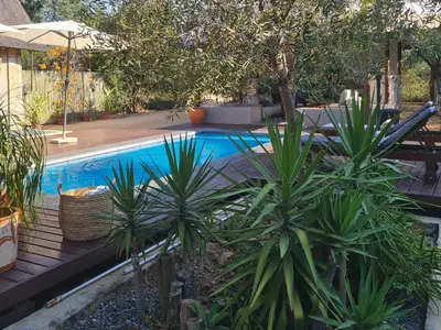 a swimming pool with two plants in a yard at The Dreamcatcher Lodge in Hoedspruit