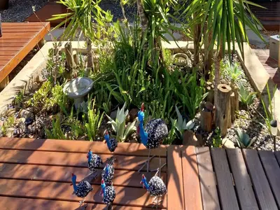 a group of birds standing in a garden at The Dreamcatcher Lodge in Hoedspruit