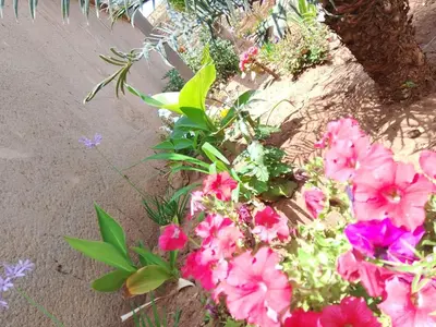 a bunch of pink flowers in a garden at KO'THABENG GUESTHOUSE in Lebowakgomo