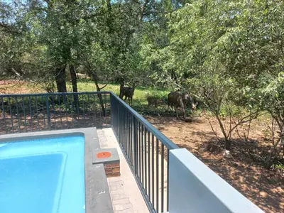 a swimming pool with two animals standing in the woods at Make a memory in Marloth Park