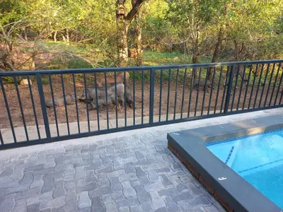 an elephant laying down next to a fence with a pool at Make a memory in Marloth Park