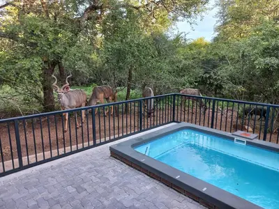 a group of animals standing behind a fence near a swimming pool at Make a memory in Marloth Park