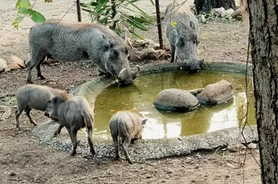 a group of pigs drinking water from a pond at Amani Milele (Everlasting Peace) in Marloth Park