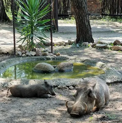 a rhino laying on the ground next to a pool of water at Amani Milele (Everlasting Peace) in Marloth Park
