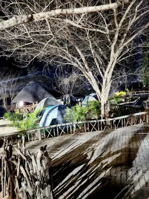 a tree and cars parked in a parking lot at night at MAKWATAMBANI GUEST MANOR in Thohoyandou