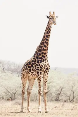 a giraffe standing in the middle of a field at Magari Safari Villa in Vaalwater