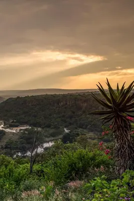 a palm tree sitting on top of a hill at Magari Safari Villa in Vaalwater